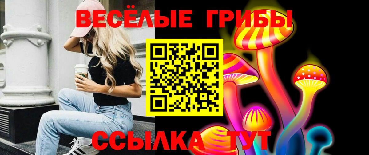 Галлюциногенные грибы Psilocybe Торжок